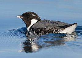 扁嘴海雀 扁嘴海雀