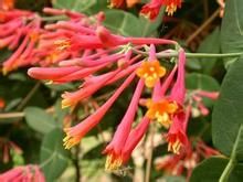 布朗忍冬 布朗忍冬