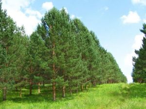 萬畝種子園 萬畝種子園