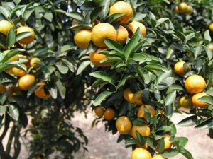 十月橘