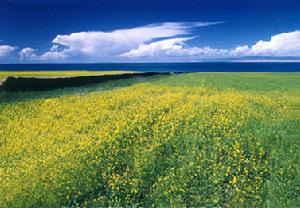 青海青海湖國家級自然保護區