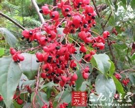 野鴉椿皮 野鴉椿皮