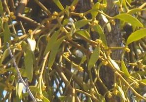 槲寄生亞科 槲寄生亞科