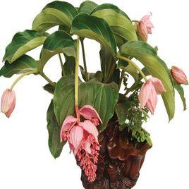 壯麗酸桿腳 壯麗酸桿腳