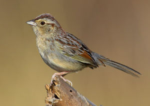 巴氏猛雀鵐 巴氏猛雀鵐