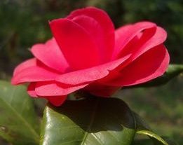 莽山紅山茶 莽山紅山茶