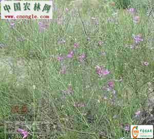 岩黃樹屬 岩黃樹屬