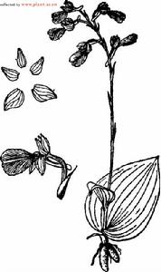 粗距舌喙蘭 粗距舌喙蘭