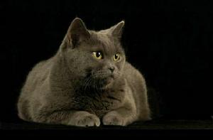 英國短毛貓 英國短毛貓