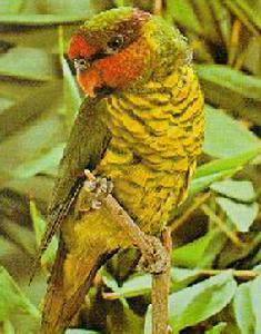 紅喉綠吸蜜鸚鵡 紅喉綠吸蜜鸚鵡