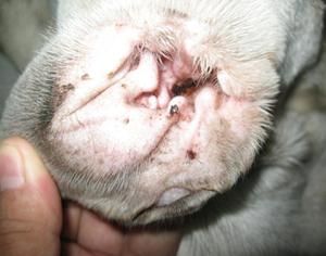 犬埃里希氏體病