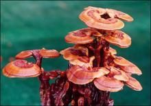 靈芝草本茶 靈芝草本茶