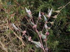 大苞濱藜 大苞濱藜