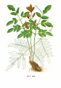 紫萁貫眾 紫萁貫眾