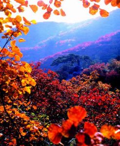 Fragrant Hills Fragrant Hills