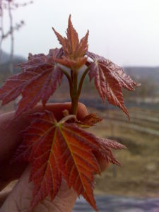 瑞豐美國紅楓 瑞豐美國紅楓