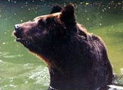 蒼狼白鹿島度假村