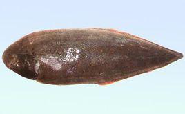 斷線舌鰨 斷線舌鰨