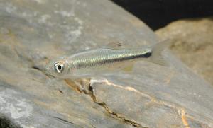 屏東縱紋鱲 屏東縱紋鱲