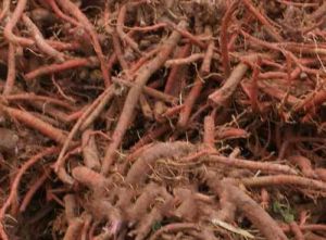 高原丹參 高原丹參