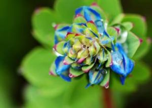 髯萼紫堇 髯萼紫堇