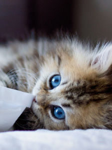 搜狗壁紙 搜狗壁紙