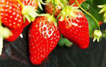 綠城[合肥市別稱]