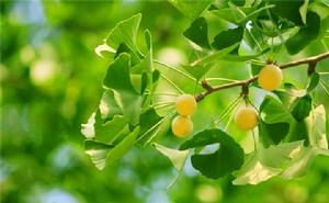 友情:這棵樹上只有一個果子,叫做信任 友情:這棵樹上只有一個果子,叫做信任