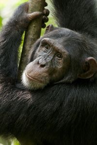 黑猩猩的劇照