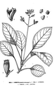 小果螺序草 小果螺序草