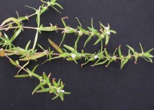 山東豐花草 山東豐花草