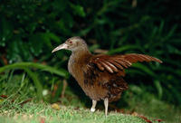 （圖）豪島秧雞