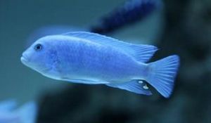 藍蝴蝶魚 藍蝴蝶魚