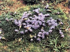 墊狀植物 墊狀植物