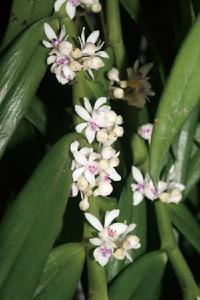 短穗毛舌蘭 短穗毛舌蘭