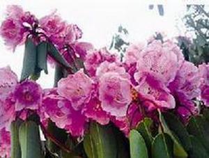 碧江亮毛杜鵑 碧江亮毛杜鵑