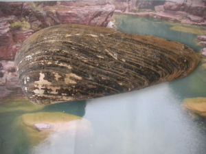 楔形麗蚌 楔形麗蚌