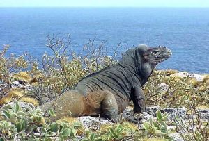 犀牛鬣蜥（美洲鬣蜥科） 分布在中美洲的海地、多米尼加共和國的乾旱岩石地區，全長100－120厘米。