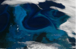 南極洲附近的浮游生物