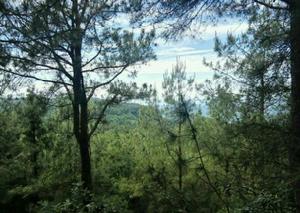 四川天馬山國家森林公園