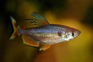 布氏深埃鮭脂鯉 布氏深埃鮭脂鯉