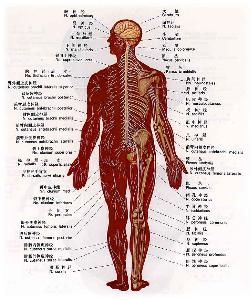 九大系統 九大系統