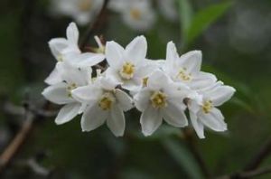 維西溲疏（原變種）