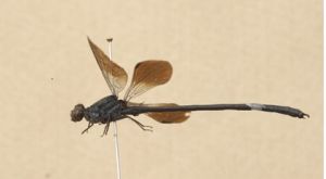 巨齒尾溪蟌 巨齒尾溪蟌