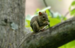 泊氏長吻松鼠 泊氏長吻松鼠