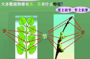 莖[植物的六大器官之一]