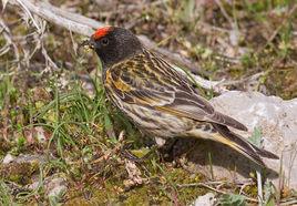 金額絲雀 金額絲雀