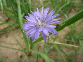 滇黔紫花苣苔 滇黔紫花苣苔