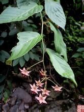 福建懸鉤子 福建懸鉤子