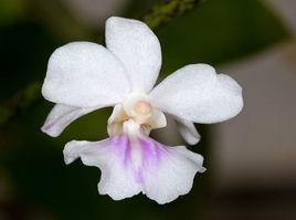 大根槽舌蘭 大根槽舌蘭